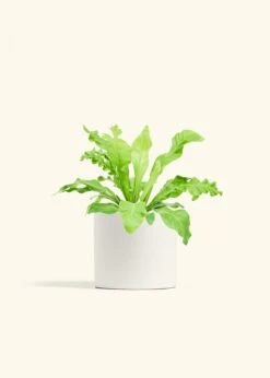 Bird's Nest Fern, Medium -Home Living Store FERN BIRDSNEST 6 CLASSIC WHITE 6 bckgrnd cream