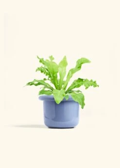 Bird's Nest Fern, Medium -Home Living Store FERN BIRDSNEST 6 FATLIP BLUE 6 bckgrnd cream