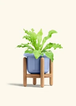 Bird's Nest Fern, Medium -Home Living Store FERN BIRDSNEST 6 FATLIP BLUE STAND 6 bckgrnd cream