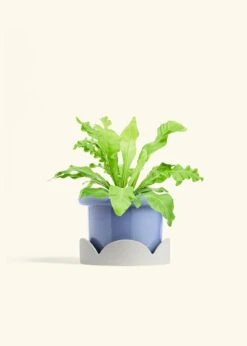 Bird's Nest Fern, Medium -Home Living Store FERN BIRDSNEST 6 FATLIP BLUE TRAY BEIGE 6 bckgrnd cream