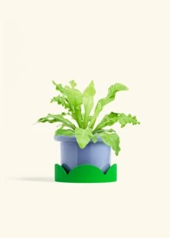 Bird's Nest Fern, Medium -Home Living Store FERN BIRDSNEST 6 FATLIP BLUE TRAY GREEN 6 bckgrnd cream