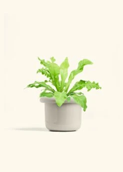 Bird's Nest Fern, Medium -Home Living Store FERN BIRDSNEST 6 FATLIP OAT 6 bckgrnd cream