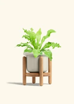 Bird's Nest Fern, Medium -Home Living Store FERN BIRDSNEST 6 FATLIP OAT STAND 6 bckgrnd cream