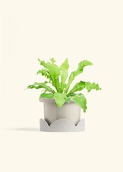 Bird's Nest Fern, Medium -Home Living Store FERN BIRDSNEST 6 FATLIP OAT TRAY BEIGE 6 bckgrnd cream