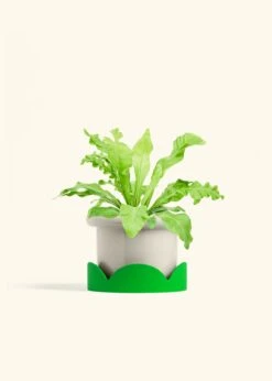 Bird's Nest Fern, Medium -Home Living Store FERN BIRDSNEST 6 FATLIP OAT TRAY GREEN 6 bckgrnd cream