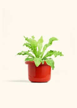 Bird's Nest Fern, Medium -Home Living Store FERN BIRDSNEST 6 FATLIP RED 6 bckgrnd cream