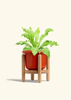 Bird's Nest Fern, Medium -Home Living Store FERN BIRDSNEST 6 FATLIP RED STAND 6 bckgrnd cream