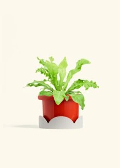 Bird's Nest Fern, Medium -Home Living Store FERN BIRDSNEST 6 FATLIP RED TRAY BEIGE 6 bckgrnd cream