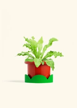 Bird's Nest Fern, Medium -Home Living Store FERN BIRDSNEST 6 FATLIP RED TRAY GREEN 6 bckgrnd cream