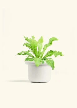Bird's Nest Fern, Medium -Home Living Store FERN BIRDSNEST 6 FATLIP WHITE 6 bckgrnd cream