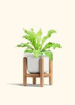 Bird's Nest Fern, Medium -Home Living Store FERN BIRDSNEST 6 FATLIP WHITE STAND 6 bckgrnd cream
