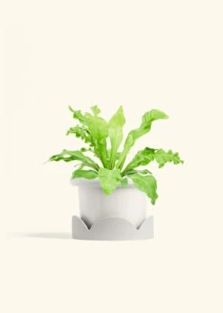Bird's Nest Fern, Medium -Home Living Store FERN BIRDSNEST 6 FATLIP WHITE TRAY BEIGE 6 bckgrnd cream