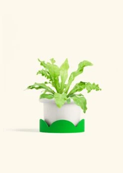 Bird's Nest Fern, Medium -Home Living Store FERN BIRDSNEST 6 FATLIP WHITE TRAY GREEN 6 bckgrnd cream