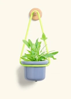 Blue Star Fern, Small -Home Living Store FERN BLUESTAR 4 FATLIP BLUE 4 ROP RTD LIME 4 bckgrnd cream