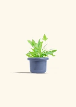 Blue Star Fern, Small -Home Living Store FERN BLUESTAR 4 FATLIP BLUE 4 bckgrnd cream