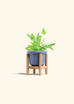 Blue Star Fern, Small -Home Living Store FERN BLUESTAR 4 FATLIP BLUE STAND 4 bckgrnd cream