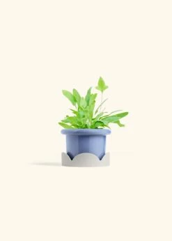 Blue Star Fern, Small -Home Living Store FERN BLUESTAR 4 FATLIP BLUE TRAY BEIGE 4 bckgrnd cream