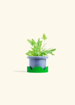 Blue Star Fern, Small -Home Living Store FERN BLUESTAR 4 FATLIP BLUE TRAY GREEN 4 bckgrnd cream