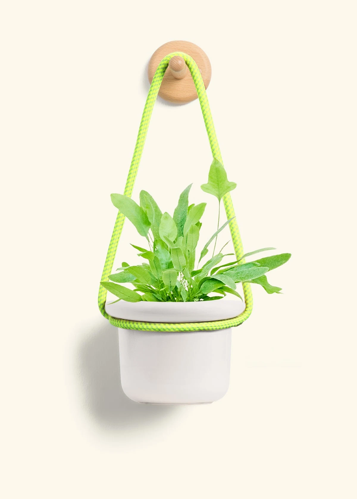 Blue Star Fern, Small - Image 11