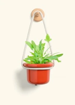 Blue Star Fern, Small -Home Living Store FERN BLUESTAR 4 FATLIP RED 4 ROP RTD CREAM 4 bckgrnd cream