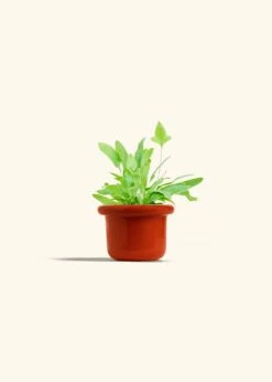 Blue Star Fern, Small -Home Living Store FERN BLUESTAR 4 FATLIP RED 4 bckgrnd cream