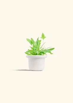 Blue Star Fern, Small -Home Living Store FERN BLUESTAR 4 FATLIP WHITE 4 bckgrnd cream