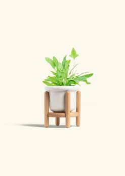 Blue Star Fern, Small -Home Living Store FERN BLUESTAR 4 FATLIP WHITE STAND 4 bckgrnd cream