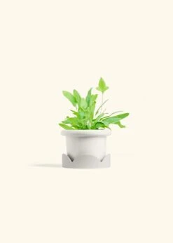 Blue Star Fern, Small -Home Living Store FERN BLUESTAR 4 FATLIP WHITE TRAY BEIGE 4 bckgrnd cream