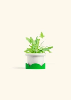 Blue Star Fern, Small -Home Living Store FERN BLUESTAR 4 FATLIP WHITE TRAY GREEN 4 bckgrnd cream