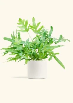 Blue Star Fern, Medium -Home Living Store FERN BLUESTAR 6 CLASSIC WHITE 6 bckgrnd cream