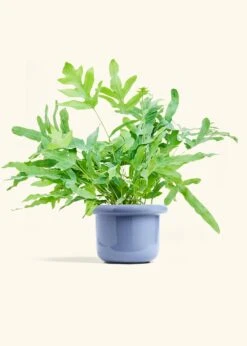 Blue Star Fern, Medium -Home Living Store FERN BLUESTAR 6 FATLIP BLUE 6 bckgrnd cream