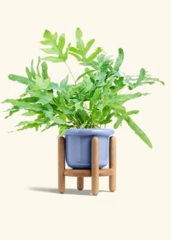 Blue Star Fern, Medium -Home Living Store FERN BLUESTAR 6 FATLIP BLUE STAND 6 bckgrnd cream