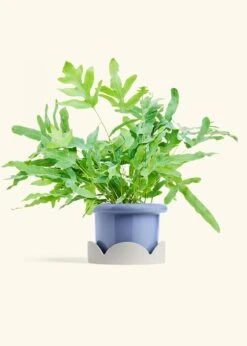 Blue Star Fern, Medium -Home Living Store FERN BLUESTAR 6 FATLIP BLUE TRAY BEIGE 6 bckgrnd cream