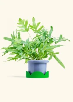 Blue Star Fern, Medium -Home Living Store FERN BLUESTAR 6 FATLIP BLUE TRAY GREEN 6 bckgrnd cream