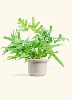 Blue Star Fern, Medium -Home Living Store FERN BLUESTAR 6 FATLIP OAT 6 bckgrnd cream