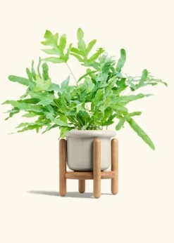 Blue Star Fern, Medium -Home Living Store FERN BLUESTAR 6 FATLIP OAT STAND 6 bckgrnd cream