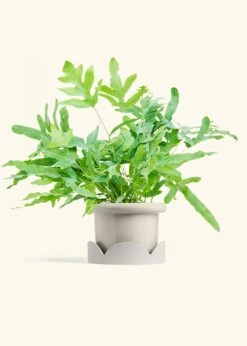 Blue Star Fern, Medium -Home Living Store FERN BLUESTAR 6 FATLIP OAT TRAY BEIGE 6 bckgrnd cream