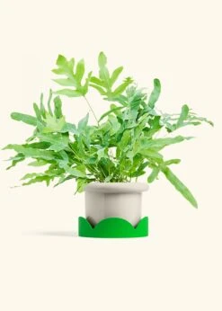 Blue Star Fern, Medium -Home Living Store FERN BLUESTAR 6 FATLIP OAT TRAY GREEN 6 bckgrnd cream