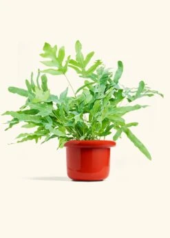 Blue Star Fern, Medium -Home Living Store FERN BLUESTAR 6 FATLIP RED 6 bckgrnd cream