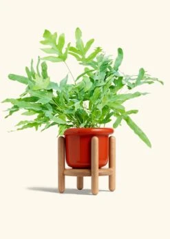 Blue Star Fern, Medium -Home Living Store FERN BLUESTAR 6 FATLIP RED STAND 6 bckgrnd cream