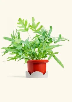 Blue Star Fern, Medium -Home Living Store FERN BLUESTAR 6 FATLIP RED TRAY BEIGE 6 bckgrnd cream