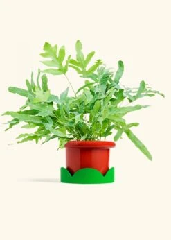 Blue Star Fern, Medium -Home Living Store FERN BLUESTAR 6 FATLIP RED TRAY GREEN 6 bckgrnd cream