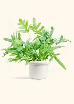 Blue Star Fern, Medium -Home Living Store FERN BLUESTAR 6 FATLIP WHITE 6 bckgrnd cream