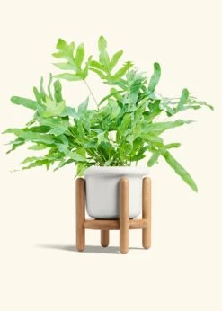Blue Star Fern, Medium -Home Living Store FERN BLUESTAR 6 FATLIP WHITE STAND 6 bckgrnd cream