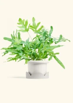 Blue Star Fern, Medium -Home Living Store FERN BLUESTAR 6 FATLIP WHITE TRAY BEIGE 6 bckgrnd cream