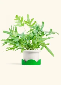 Blue Star Fern, Medium -Home Living Store FERN BLUESTAR 6 FATLIP WHITE TRAY GREEN 6 bckgrnd cream