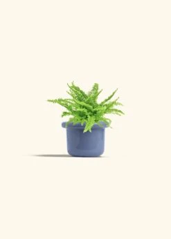 Boston Fern, Small -Home Living Store FERN COMPACTA 4 FATLIP BLUE 4 bckgrnd cream
