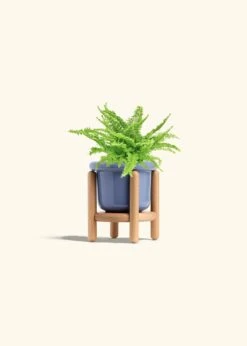 Boston Fern, Small -Home Living Store FERN COMPACTA 4 FATLIP BLUE STAND 4 bckgrnd cream