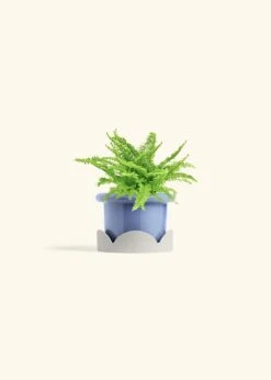 Boston Fern, Small -Home Living Store FERN COMPACTA 4 FATLIP BLUE TRAY BEIGE 4 bckgrnd cream