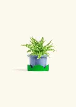 Boston Fern, Small -Home Living Store FERN COMPACTA 4 FATLIP BLUE TRAY GREEN 4 bckgrnd cream